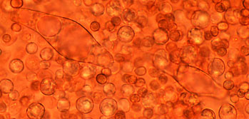 Pluteus semibulbosus